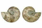 Cut & Polished, Agatized Ammonite Fossil - Madagascar #328091-1